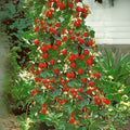 Wild Strawberry Seeds - 100+ Edible Fruit Seeds - Fragaria Vesca - Organic Garden Planting