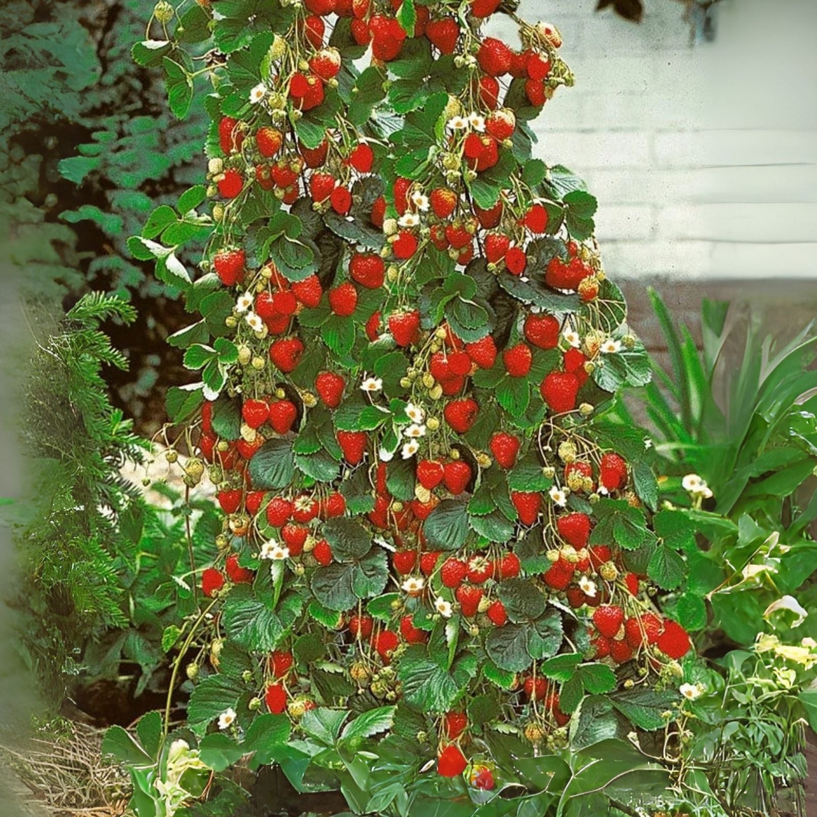 Wild Strawberry Seeds - 100+ Edible Fruit Seeds - Fragaria Vesca - Organic Garden Planting