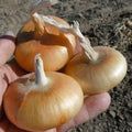 Cipollini Onion Seeds - 400+ Count - Yellow Sweet - Heirloom Organic Non-GMO - Allium cepa