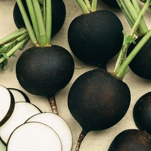 Black Spanish Round Radish Seeds, 200+ Heirloom Organic Non-GMO, Fresh Gardening Seeds for Planting