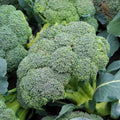 Heirloom Broccoli Seeds - 1000+ Organic Non-GMO Waltham 29 - Fresh Vegetable Seeds for Home Gardening
